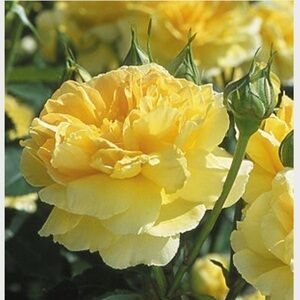 Meet your Posher, Bich